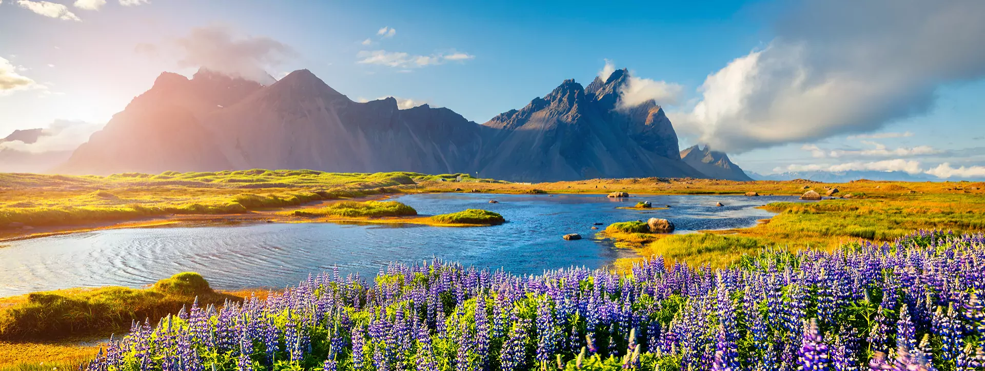 Bloeiende lupine bloemen op de Stokksnes landtong aan de zuidoostelijke IJslandse kust. IJsland, Europa