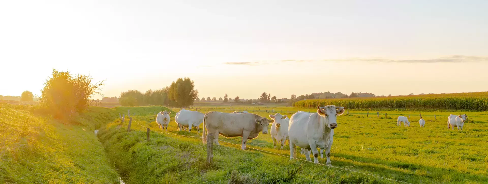 Weiland met koeien in Nederland