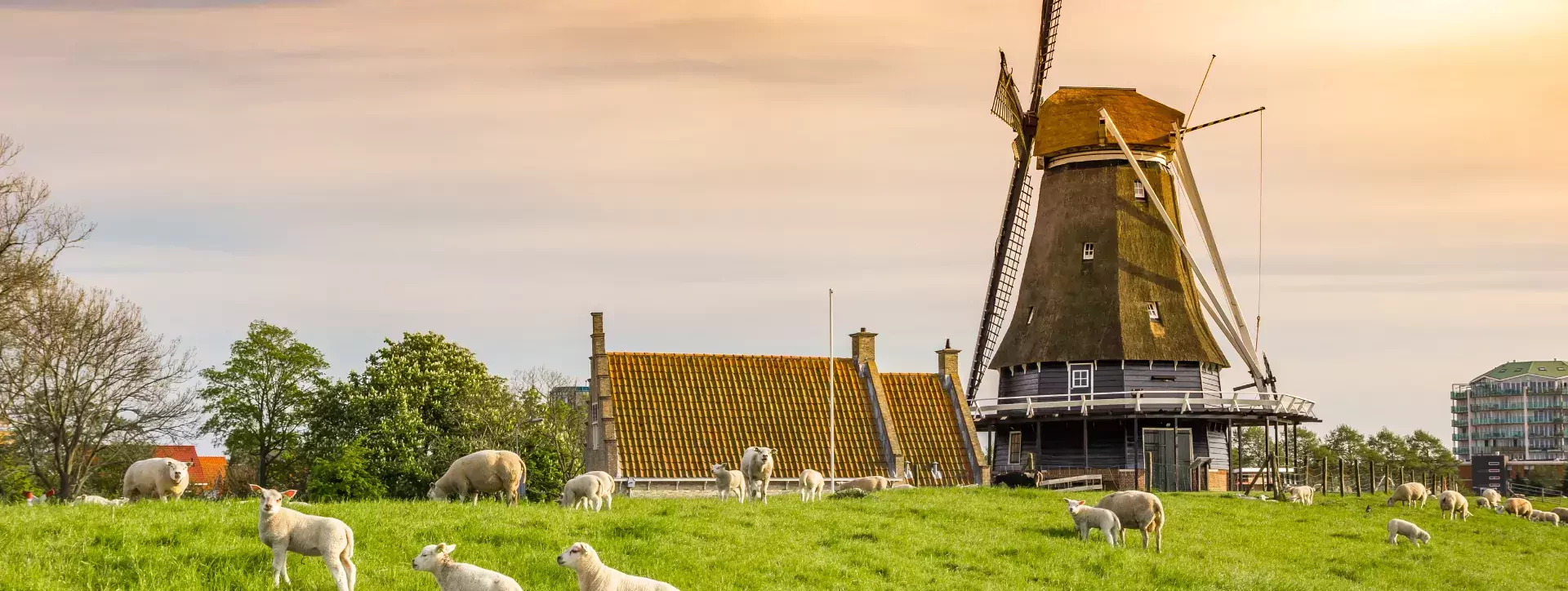 Schapen bij molen in Medemblik, West-Friesland in Nederland 3