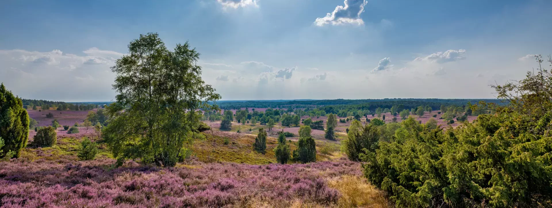 Prachtig natuurgebied de Lüneburger Heide in Duitsland
