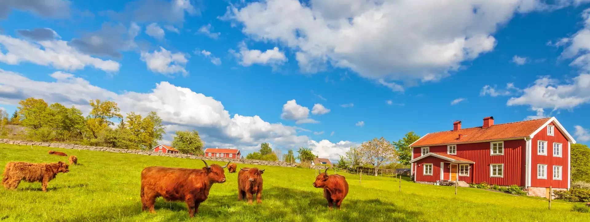Vee met hooglandkoeien voor typische oude houten boerderijen in Smaland, Zweden