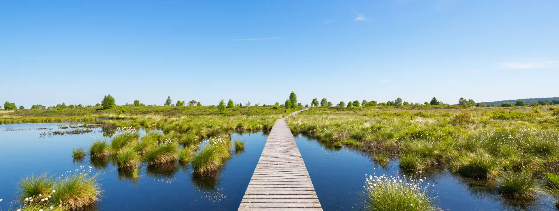 Nationaal Park Hoge Venen in de lente, België