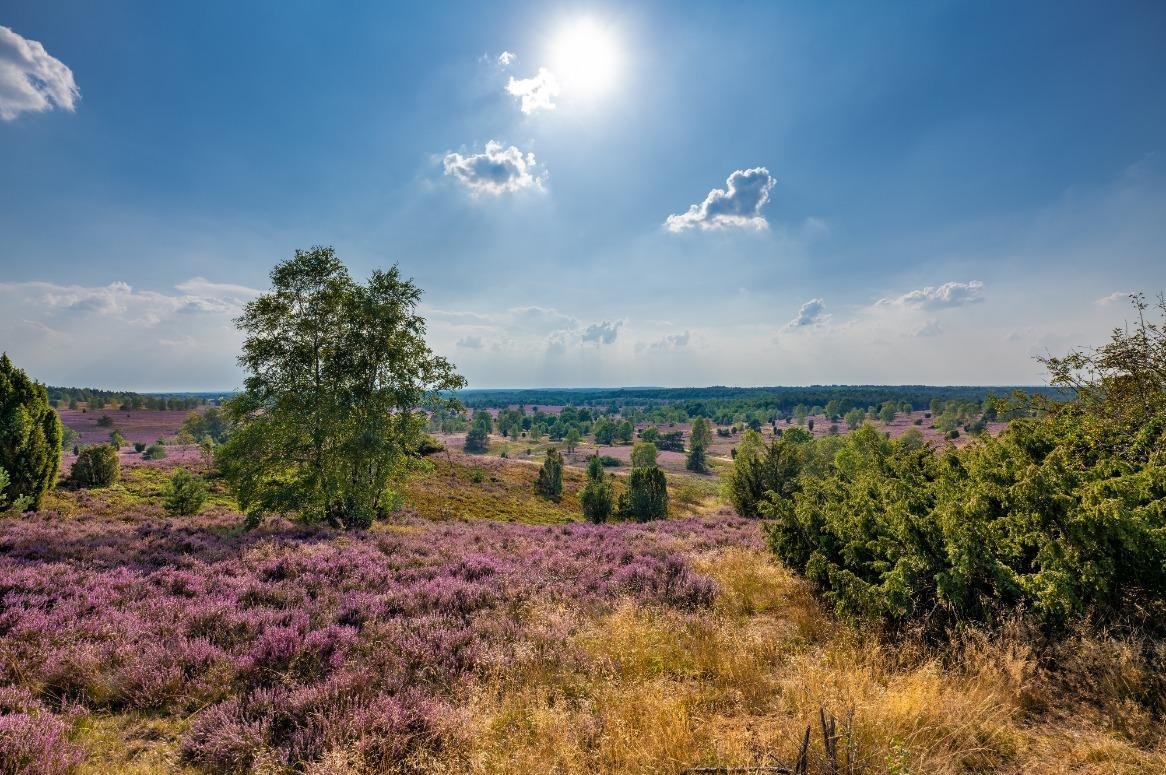 Wandelen op de Lüneburger Heide - Oad busreizen