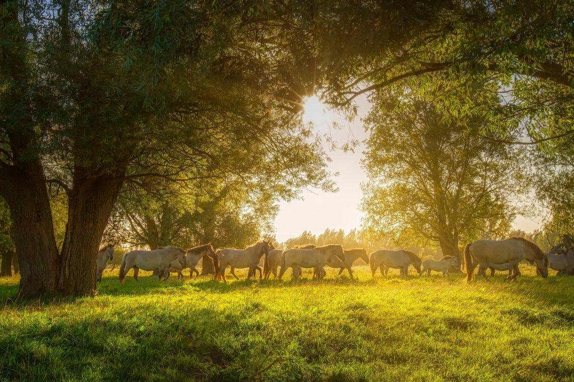 Lauwersmeer paarden