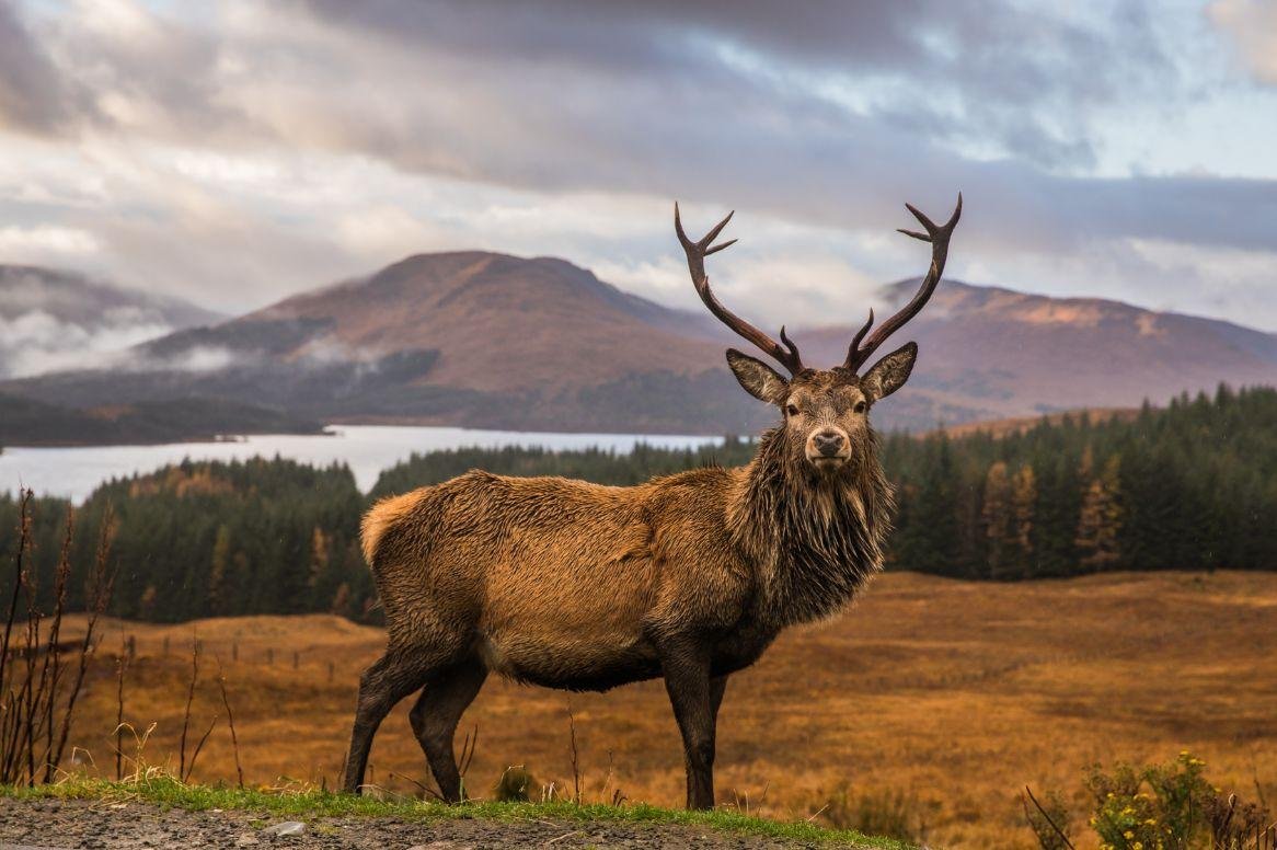 Busreis Wilderness Scotland