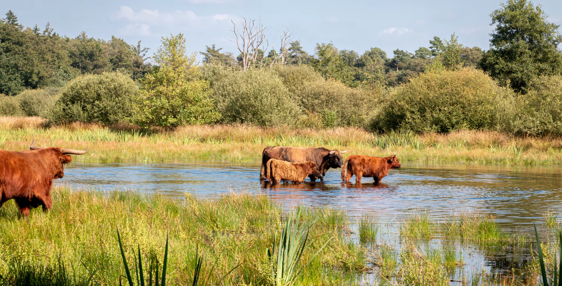 Schotse hooglander in National park het Witte veen in Haaksbergen, Overijssel in Nederland