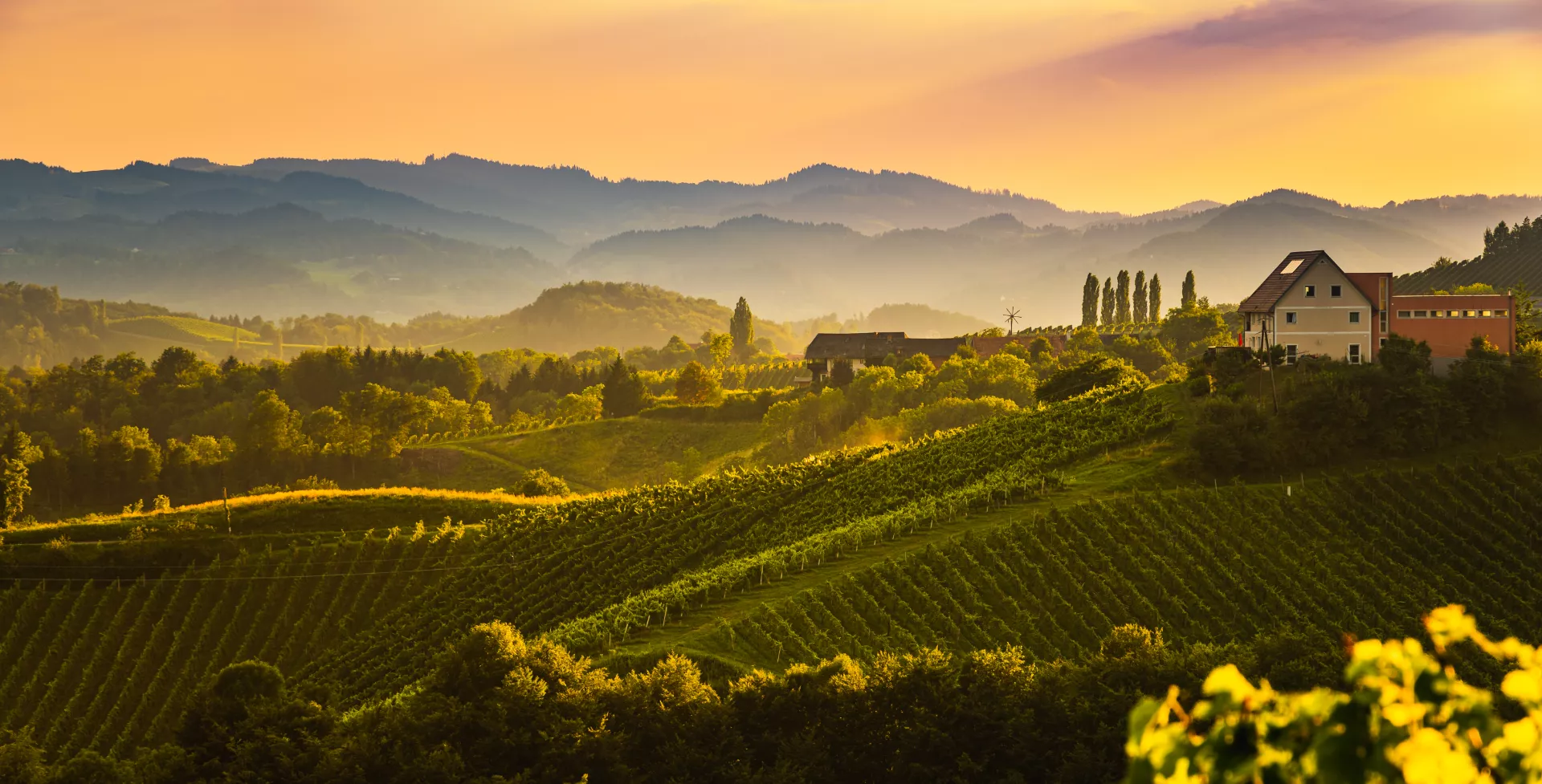 Italië, Toscane wijngaarden