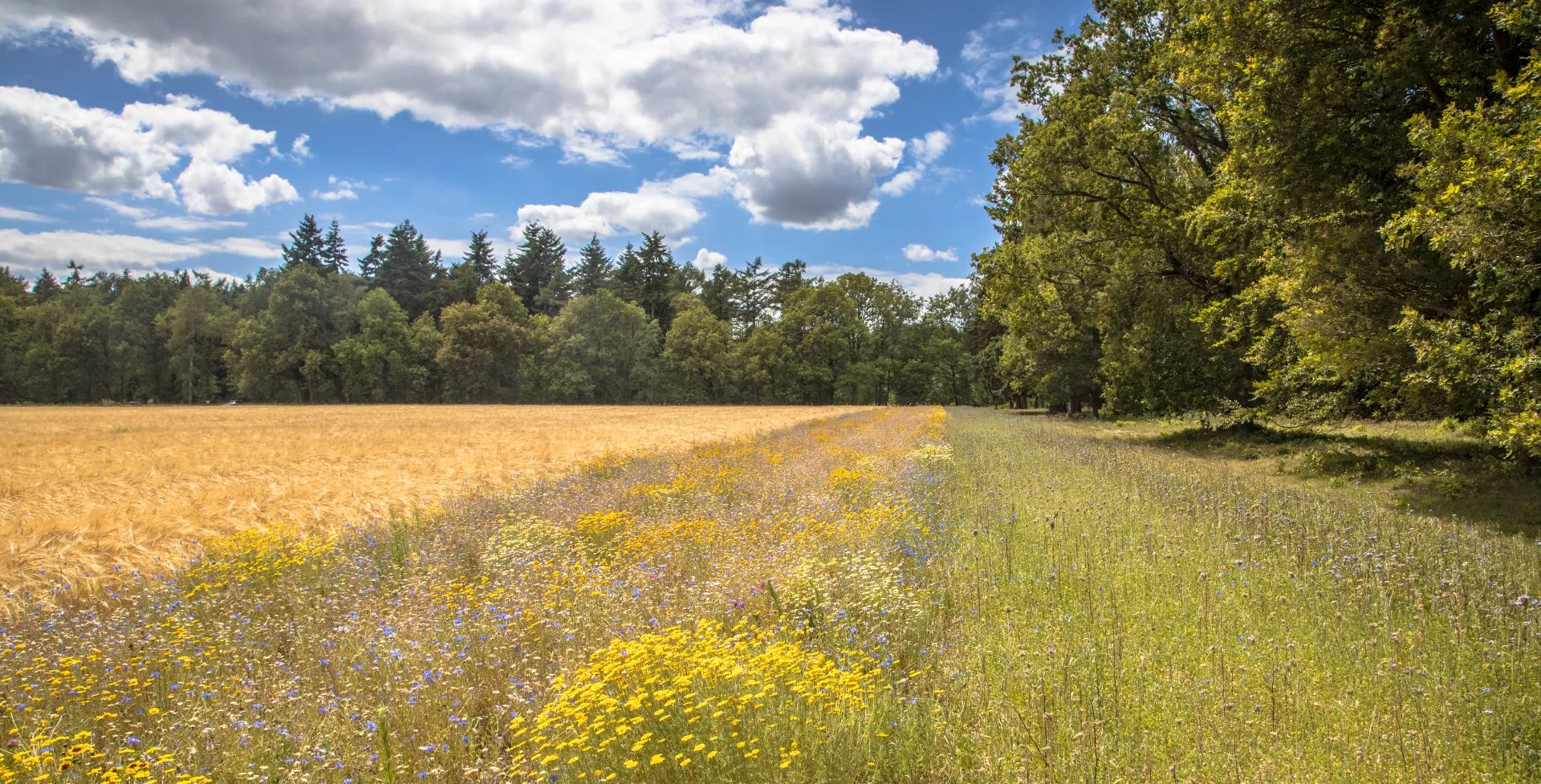 Bos in Montferland in de achterhoek van Gelderland in Nederland