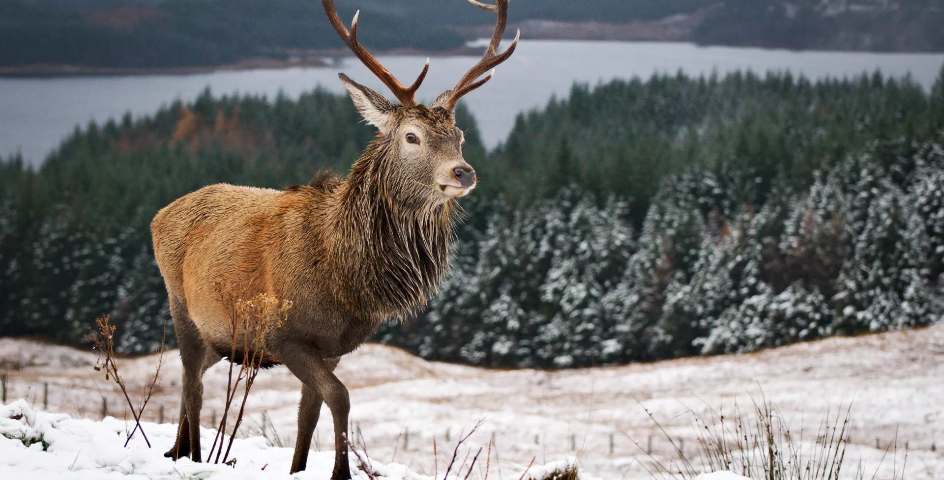 Hert in de sneeuw bij Trossachs National Park, Loch Lomond, Schotland