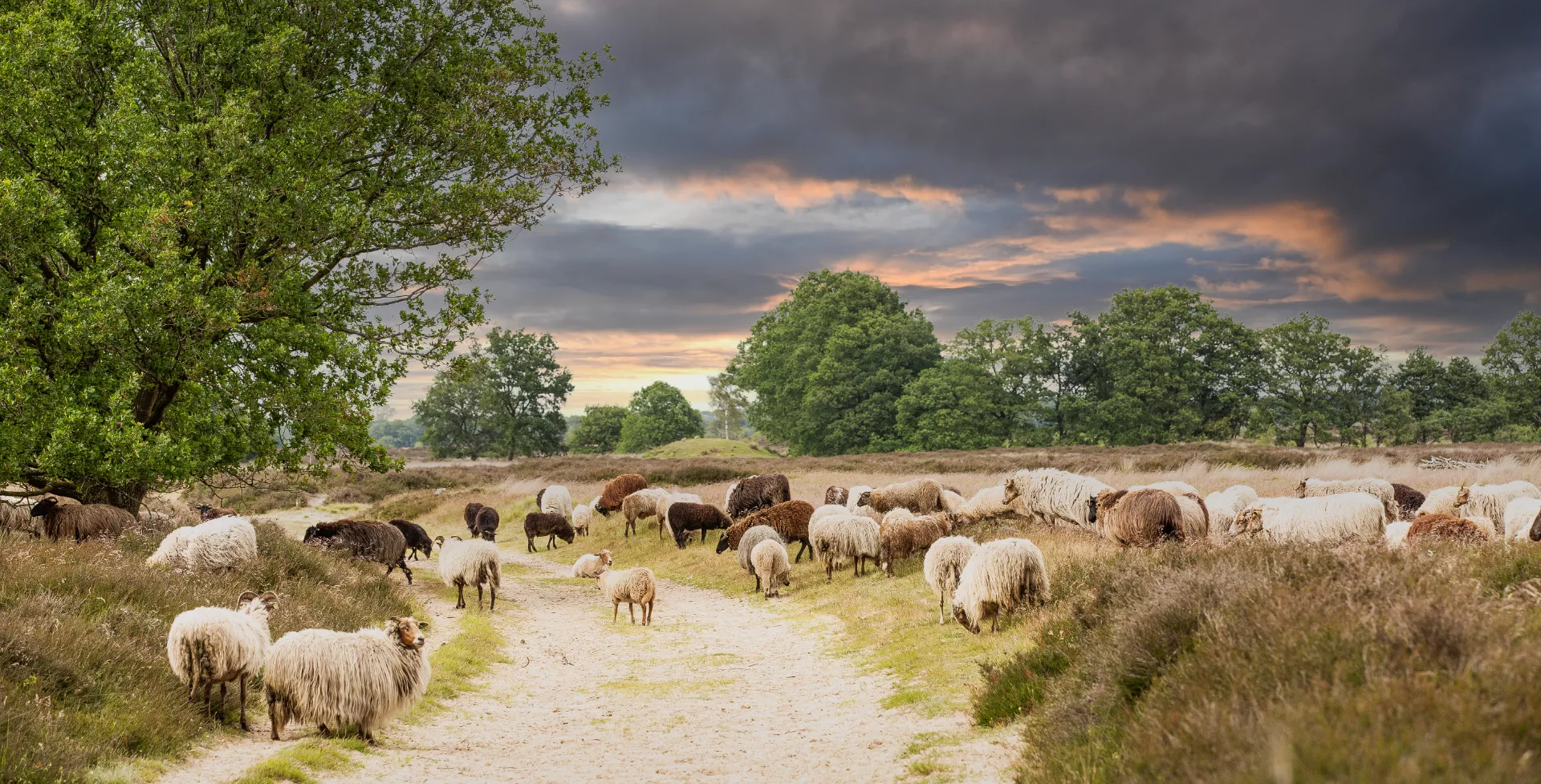 Schapen bij Balloërveld in Drenthe in Nederland