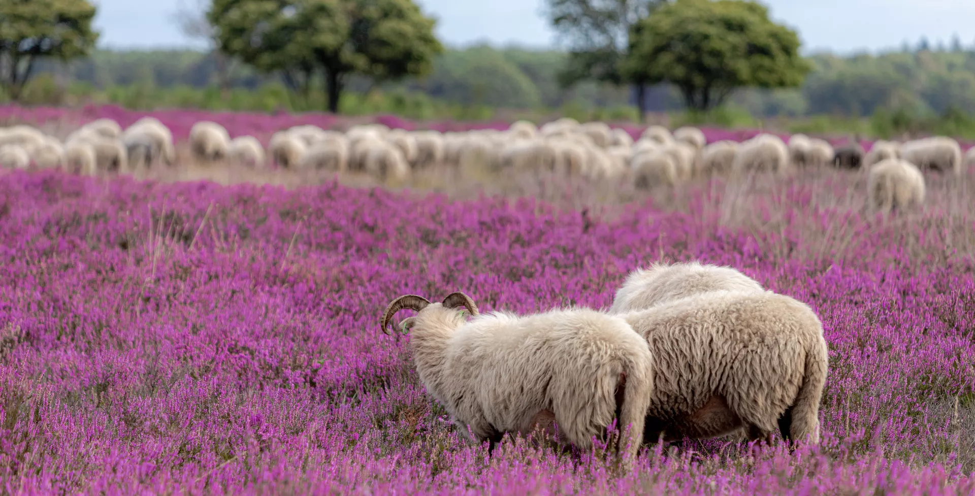 Schapen op de paarse heide in de Veluwe, Gelderland, Nederland