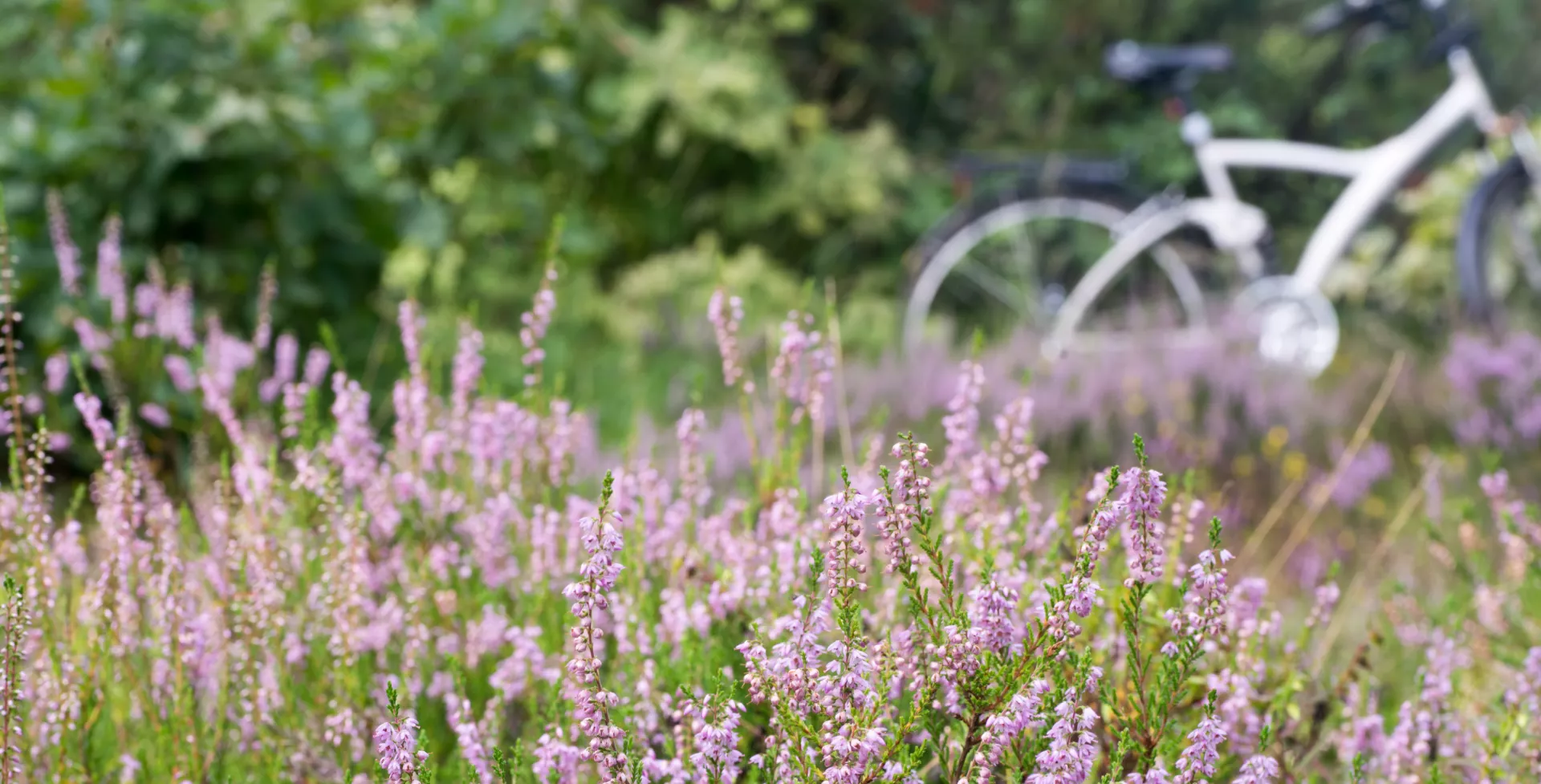 Fietsen, Lüneburger Heide in Duitsland
