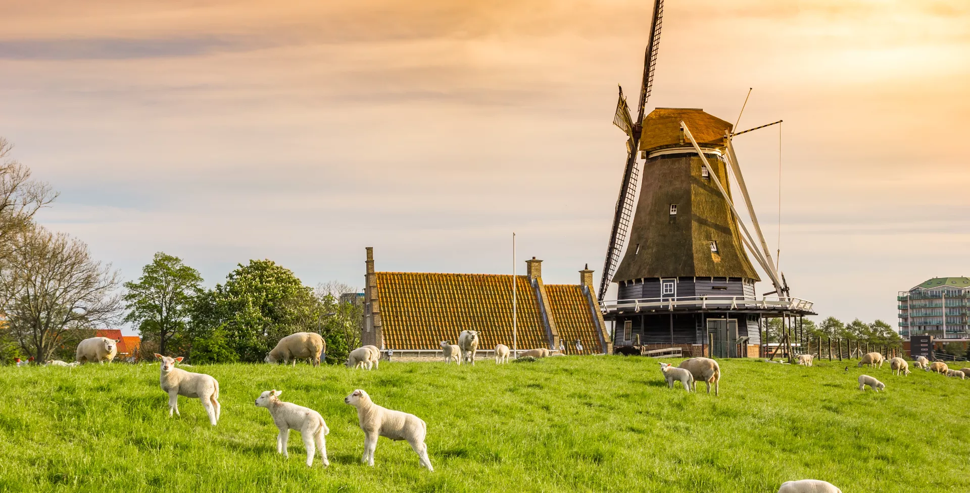 Schapen bij molen in Medemblik, West Friesland in Nederland