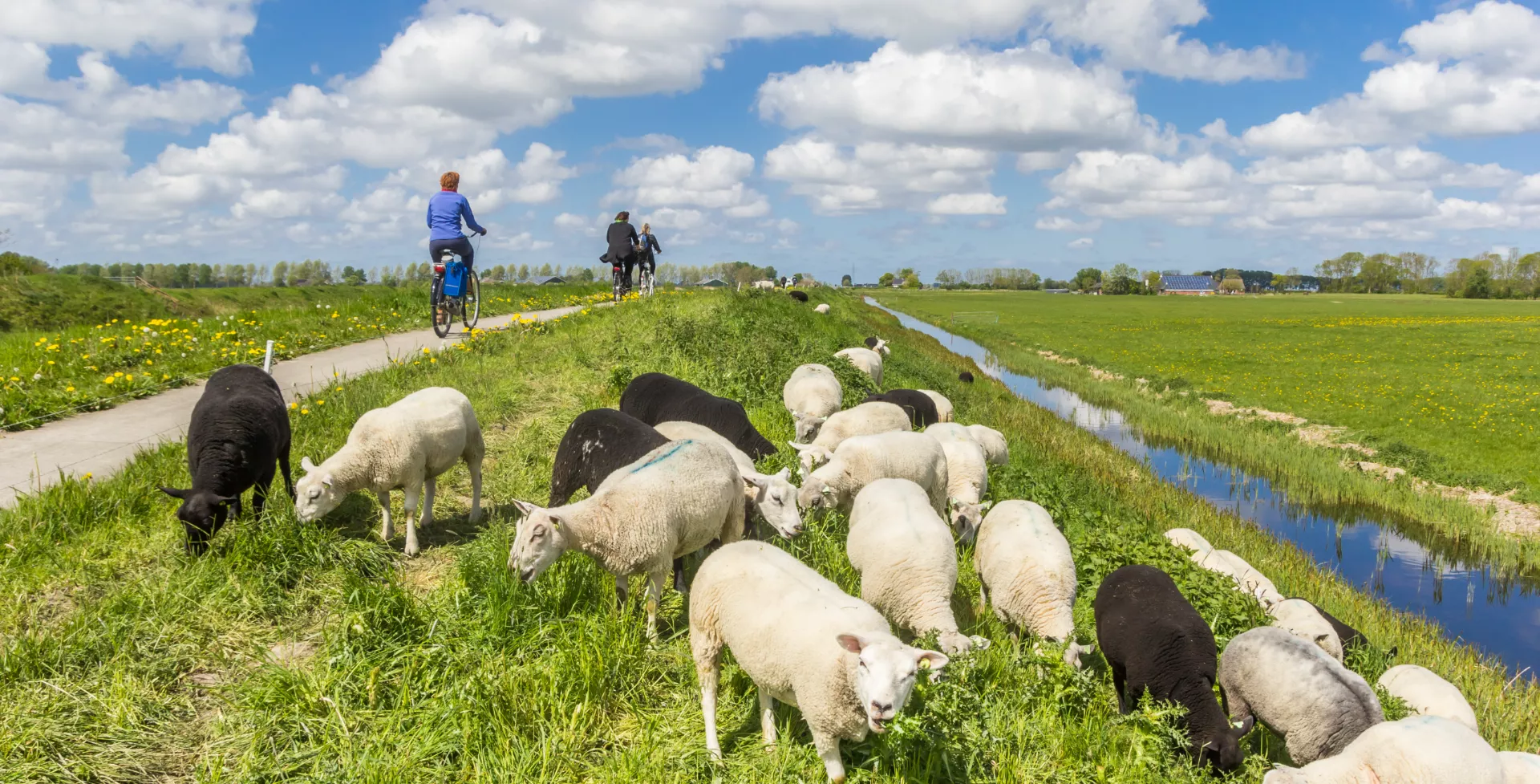 Fietsen langs schapen in Groningen in Nederland