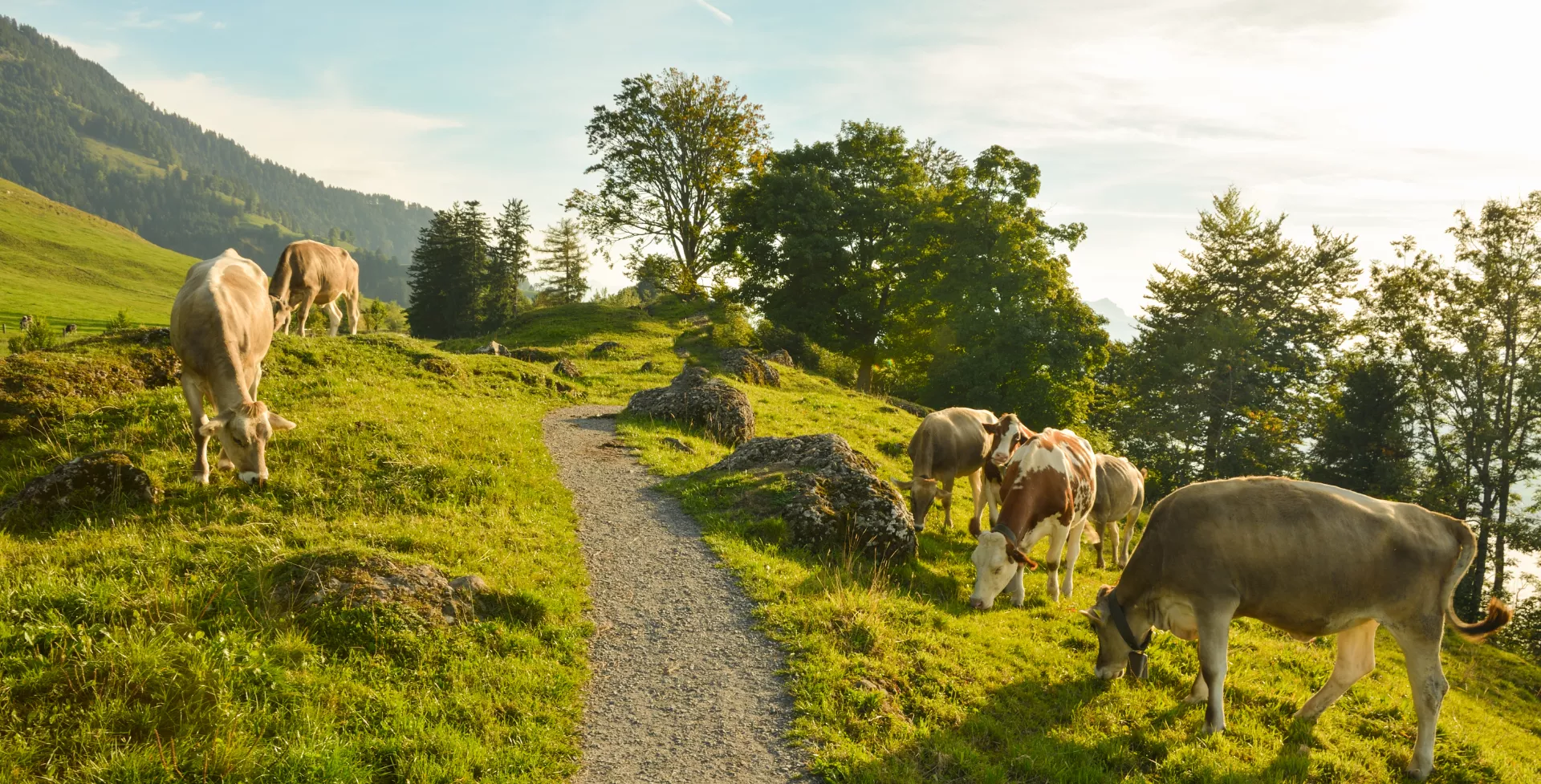 Wandelroute door de bergen langs koeien, Alpen, Seebodenalp in Zwitserland