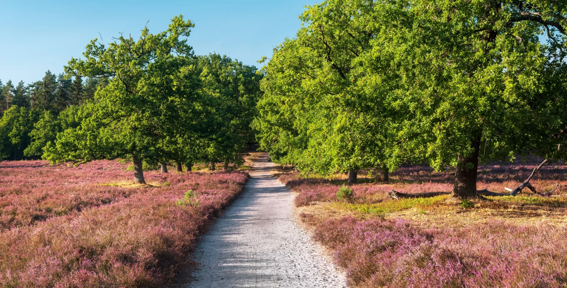 Wandelpad door de Paarse heide van de Lüneburger Heide in Duitsland