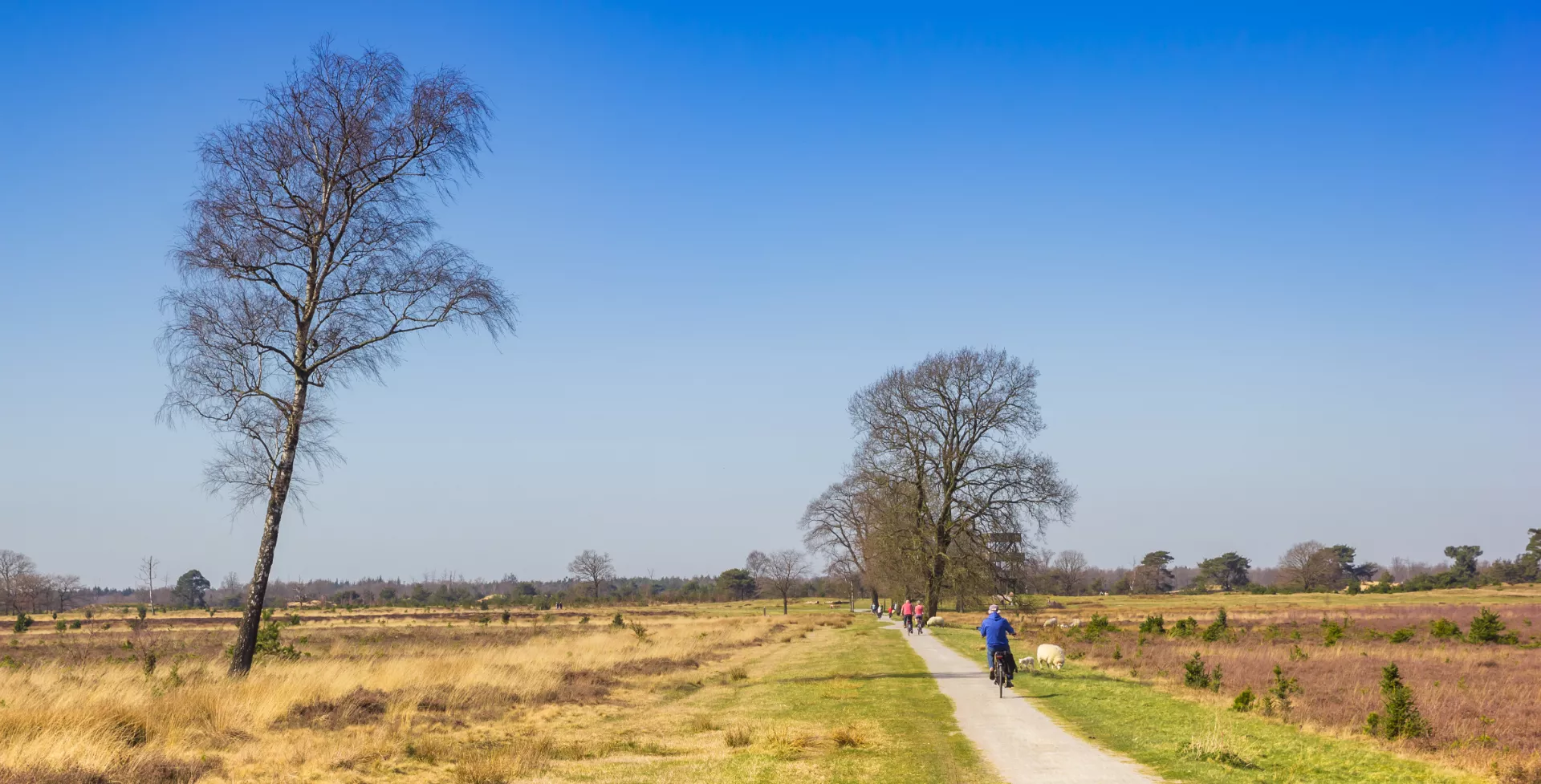 Fietsers Drents-Friese woud