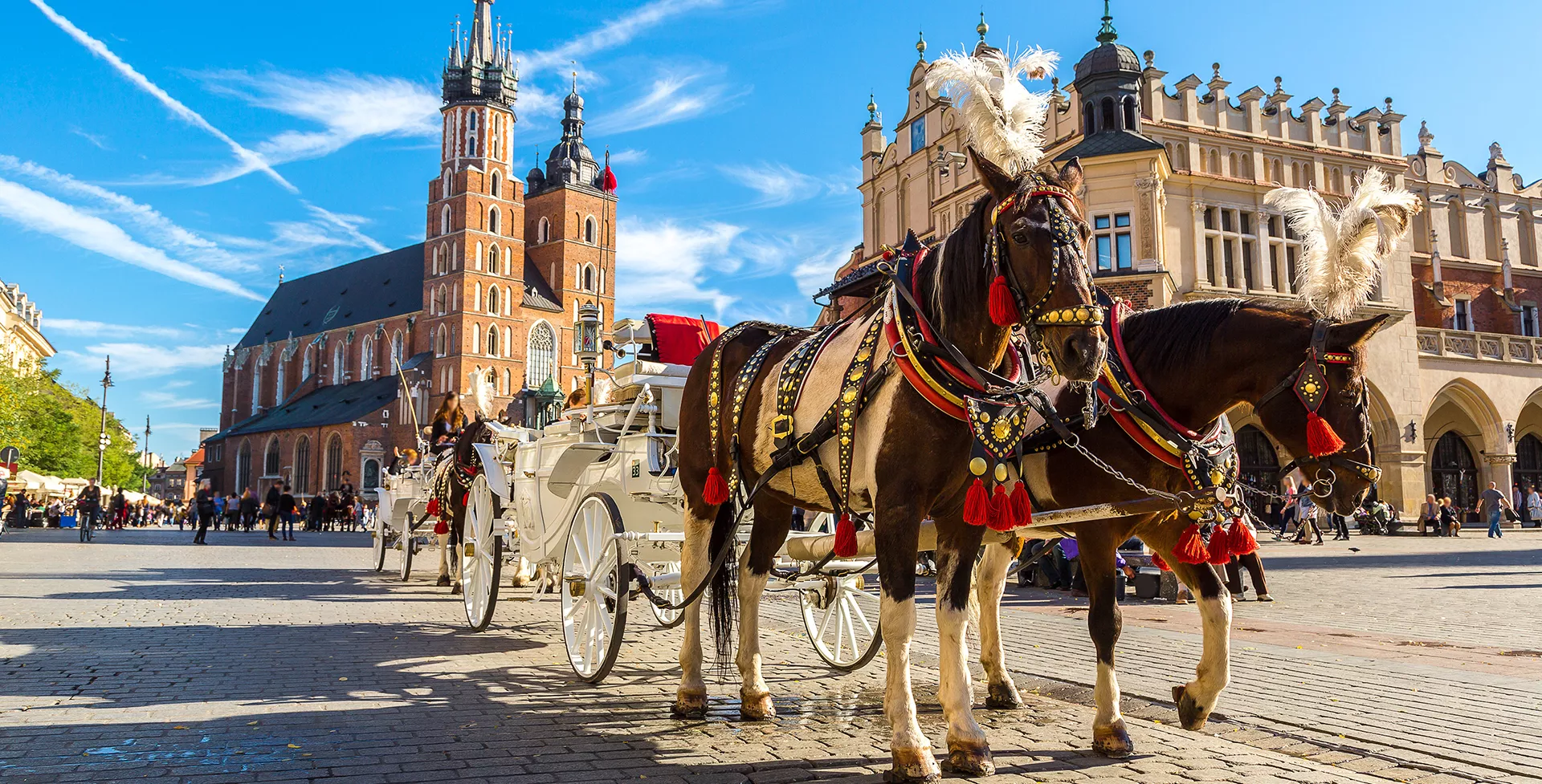 Polen Krakau koets met paarden 